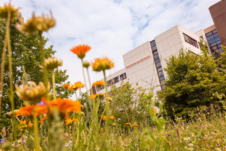 Foto von einer Blumenwiese im Fokus, im Hintergrund ist ein Gebäude erkennbar.